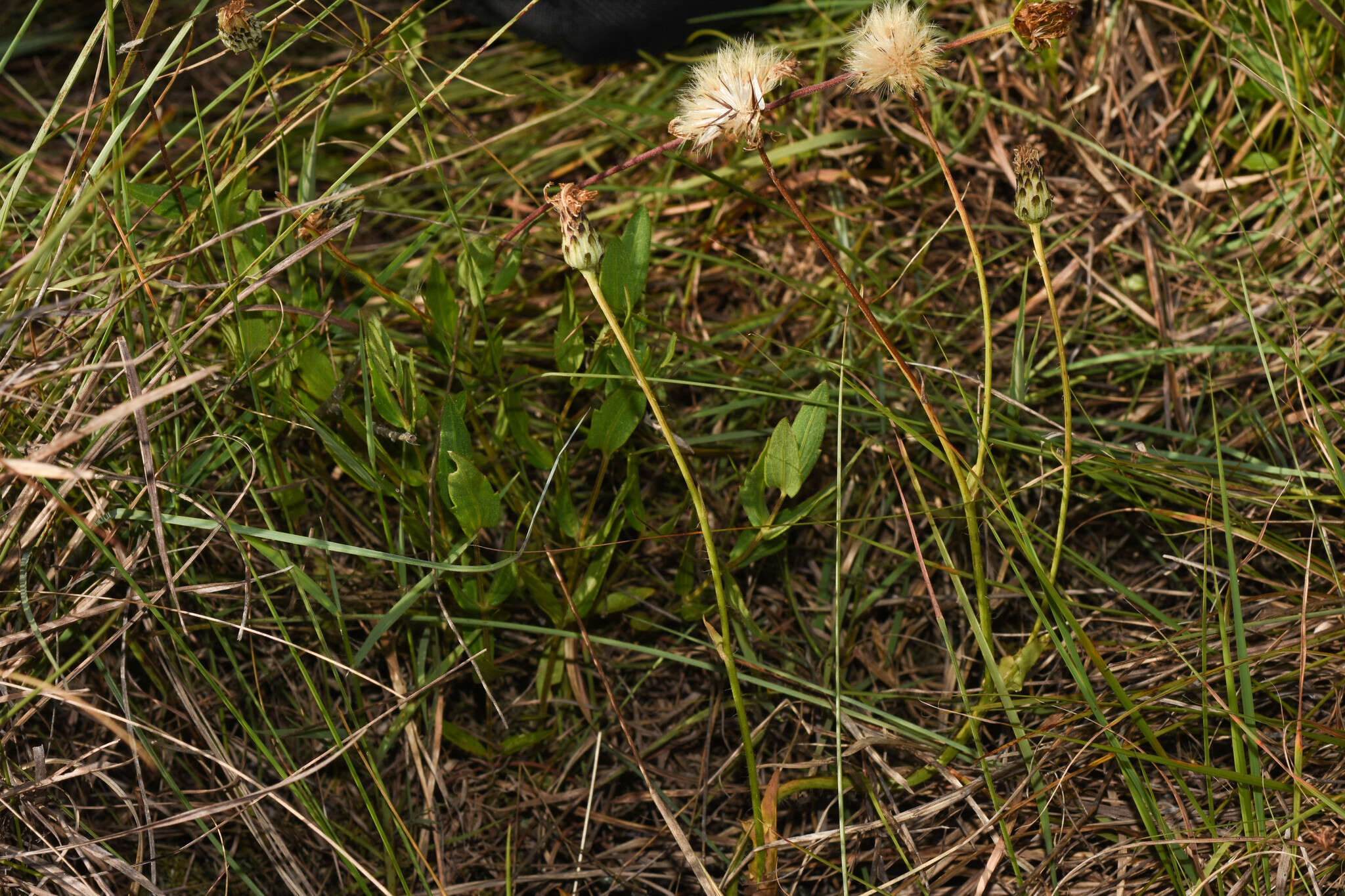 Image of Hypochaeris variegata (Lam.) Baker