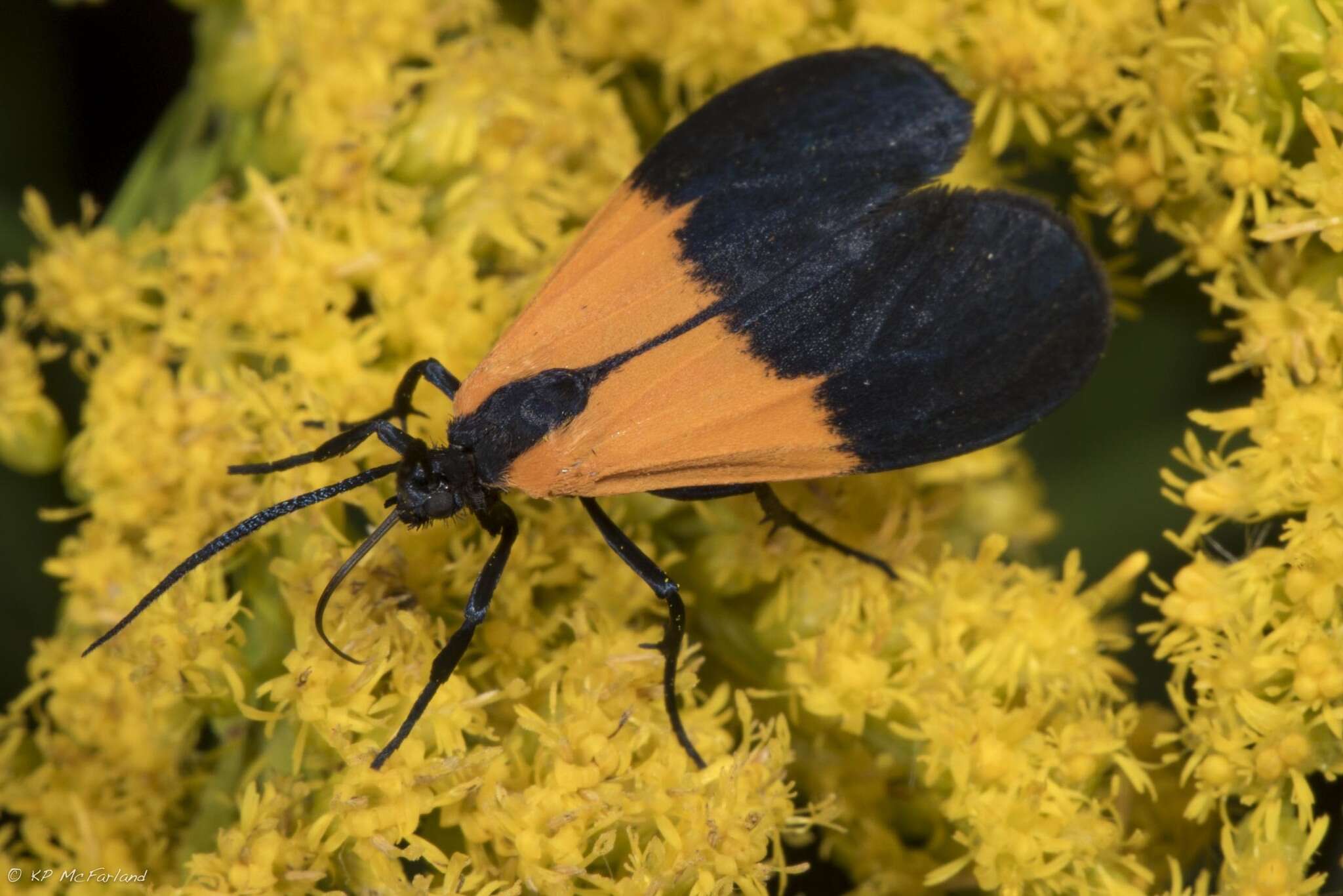 Image of Black-and-yellow Lichen Moth