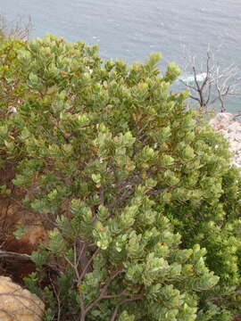 Image of Coastal tannin-bush