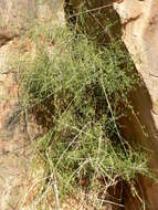 صورة Ephedra alata subsp. alenda (Stapf) Trab.