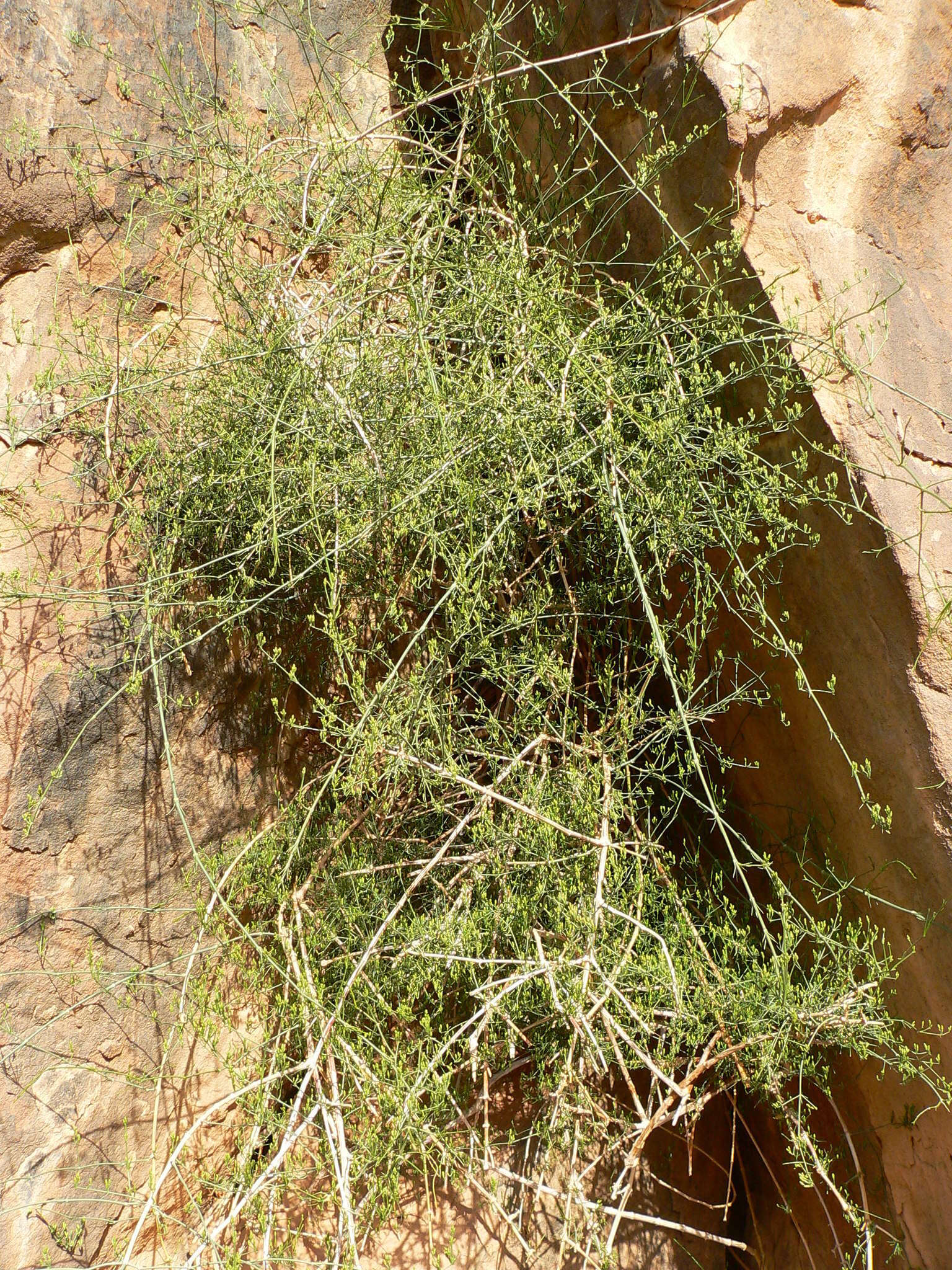 Image of Ephedra alata subsp. alenda (Stapf) Trab.