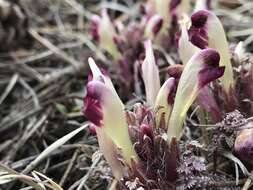 Image of dwarf lousewort