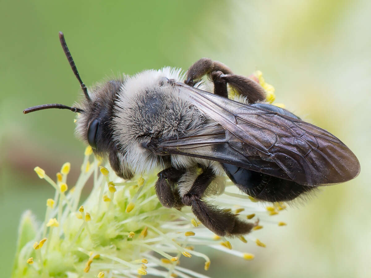 Image of Andrena vaga Panzer 1799