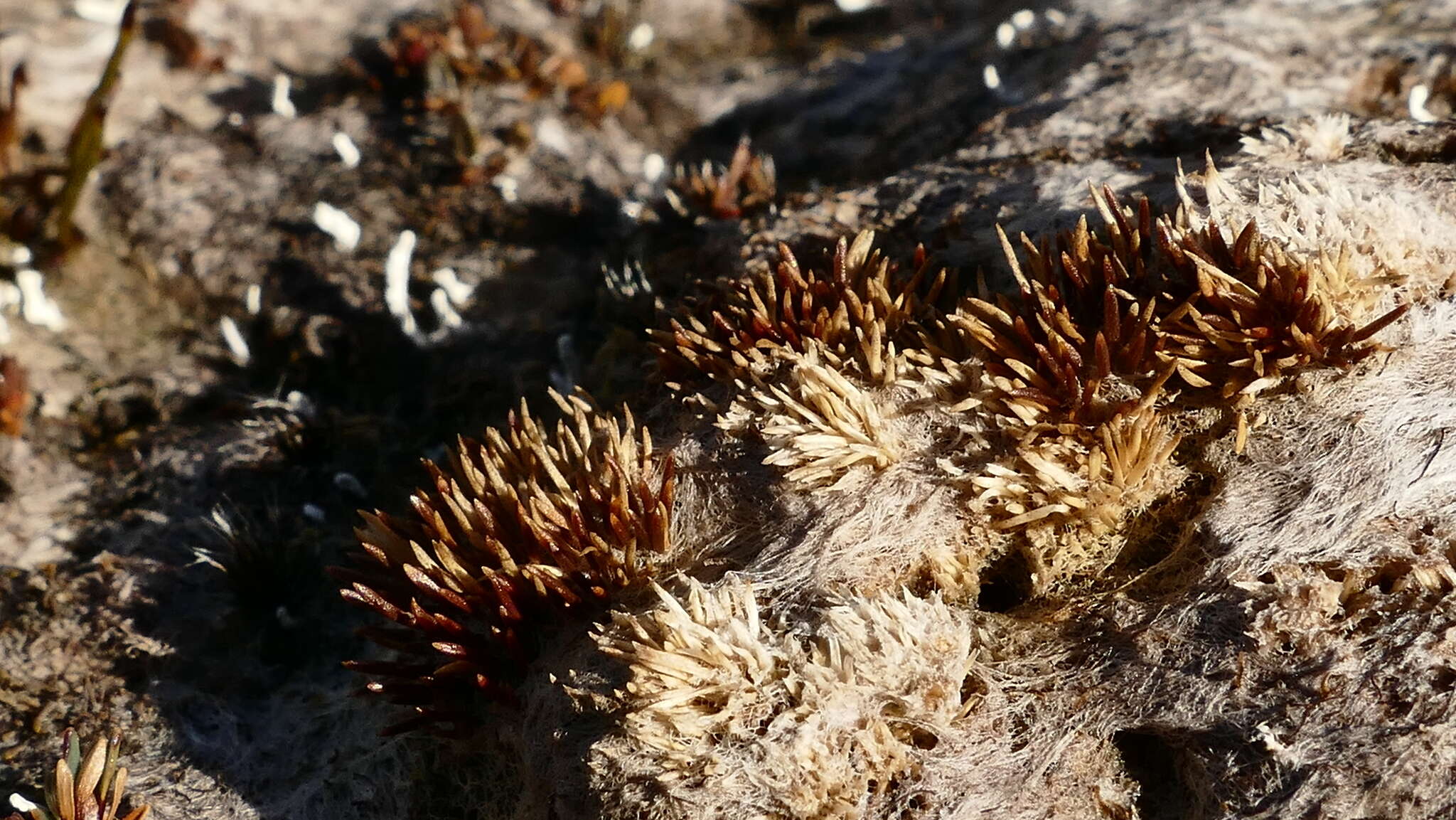 Слика од Centrolepis ciliata (Hook. fil.) Druce