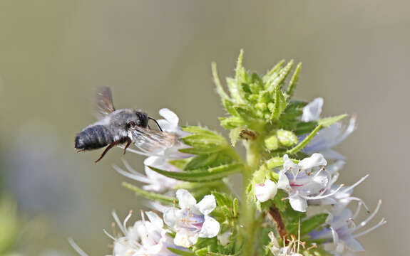 Image of Megachile canescens (Brullé 1832)