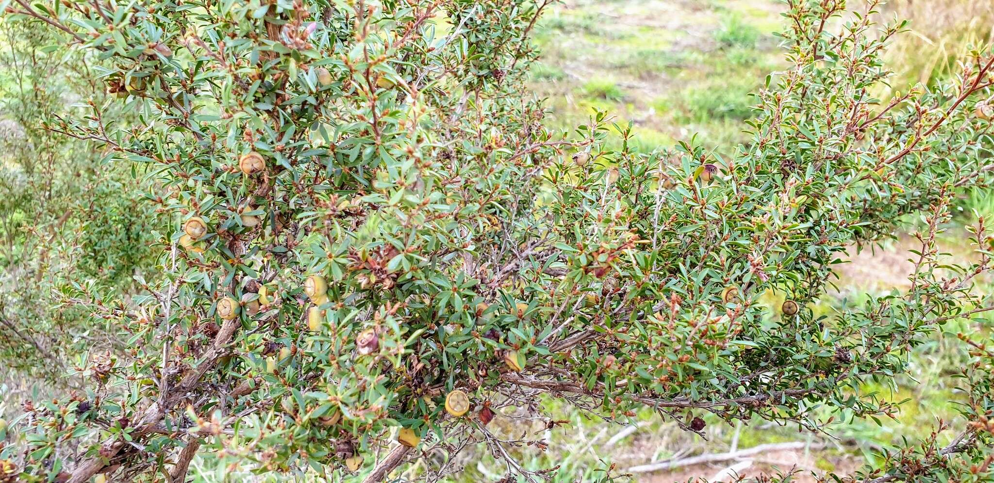 Sivun Leptospermum myrsinoides Schltdl. kuva