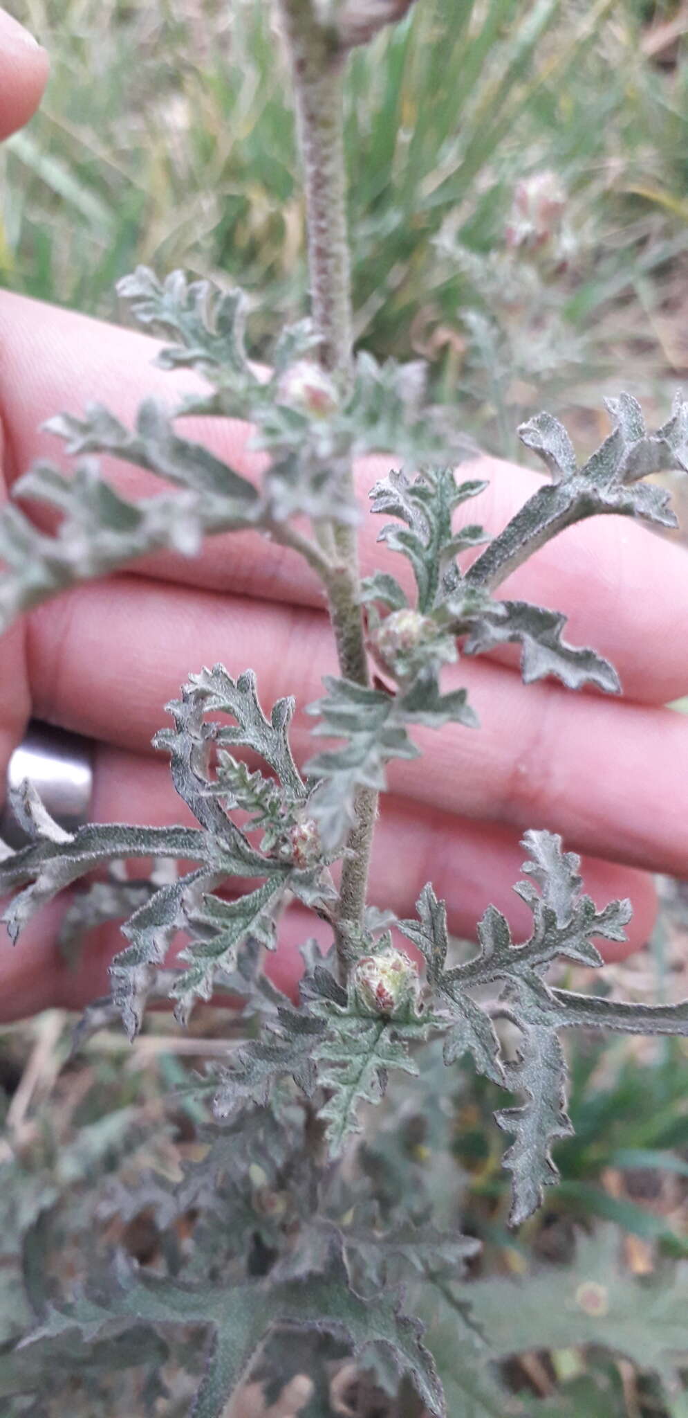 Image of Sphaeralcea australis Speg.