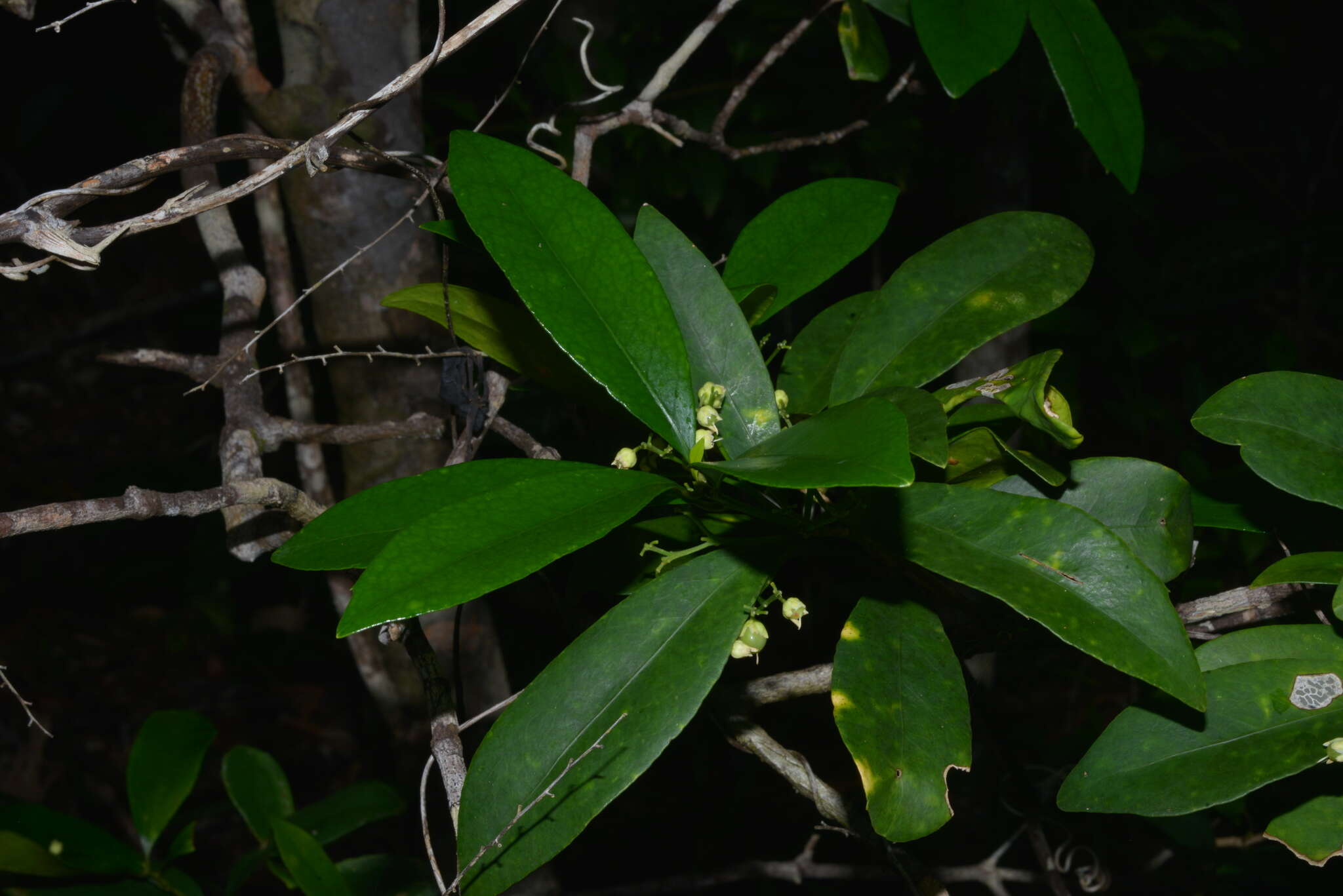 Sivun Hybanthus austrocaledonicus (Vieill.) Melchior kuva
