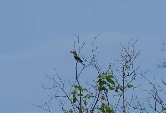 Image of Mangrove Kingfisher