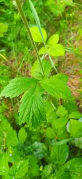 Image of Geum meinshausenii Gams.