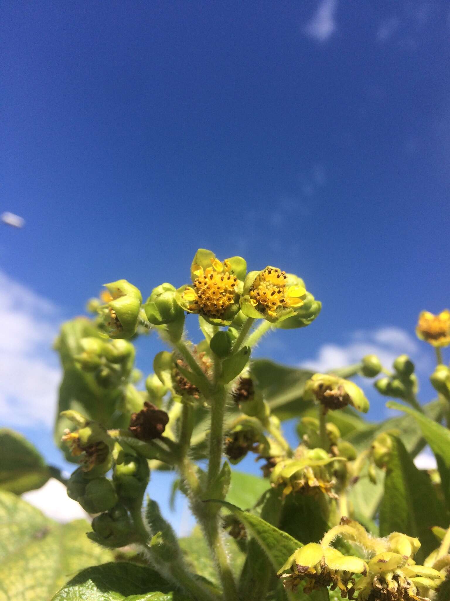 Image of Smallanthus pyramidalis (Triana) H. Rob.