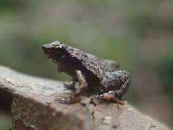 Image of Gardiner's Seychelles Frog