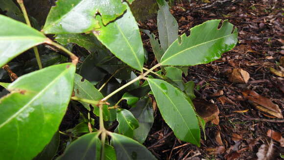 Imagem de Staphylea ternata (Nakai) Byng & Christenh.