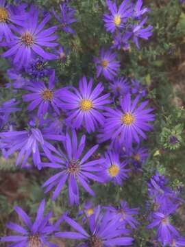 Image de Symphyotrichum grandiflorum (L.) G. L. Nesom