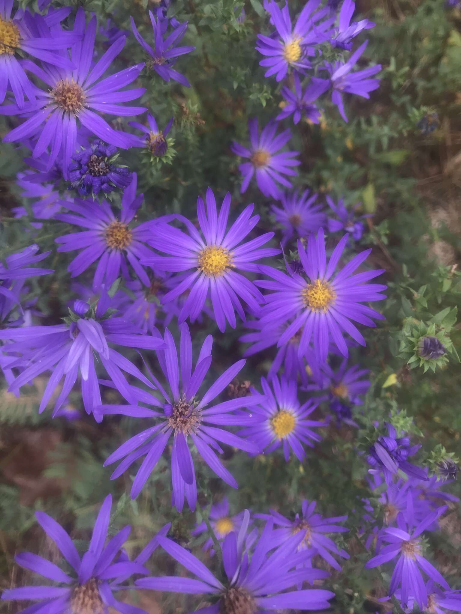 Image of largeflower aster