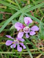 Слика од Cuphea procumbens Ortega