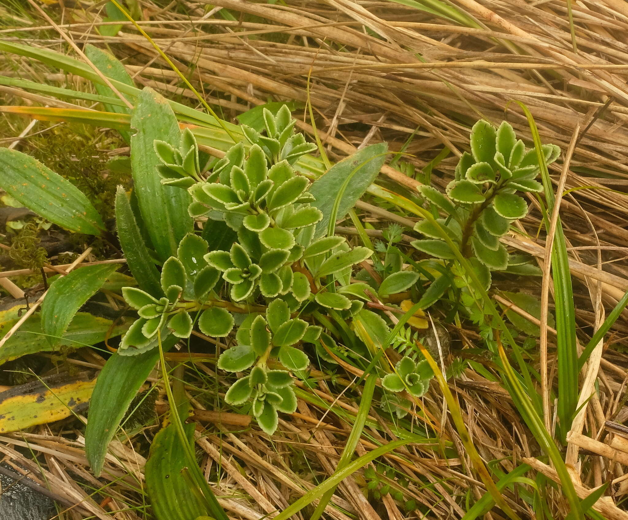 Image of Veronica macrantha Hook. fil.