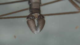Image of Dicranomyia (Dicranomyia) stygipennis Alexander 1919