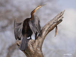 Image of African Darter