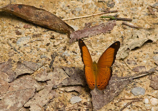 Image of Cirrochroa emalea Guérin