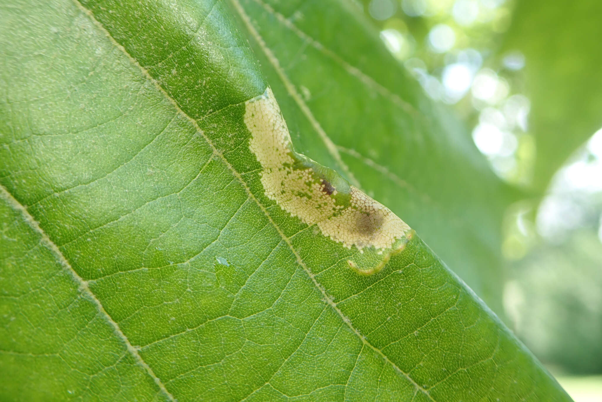 Phyllonorycter platani (Staudinger 1870) resmi