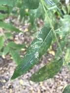 Image of Stigmella longisacca Newton & Wilkinson 1982