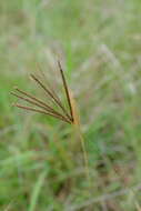 Image of Fan grass