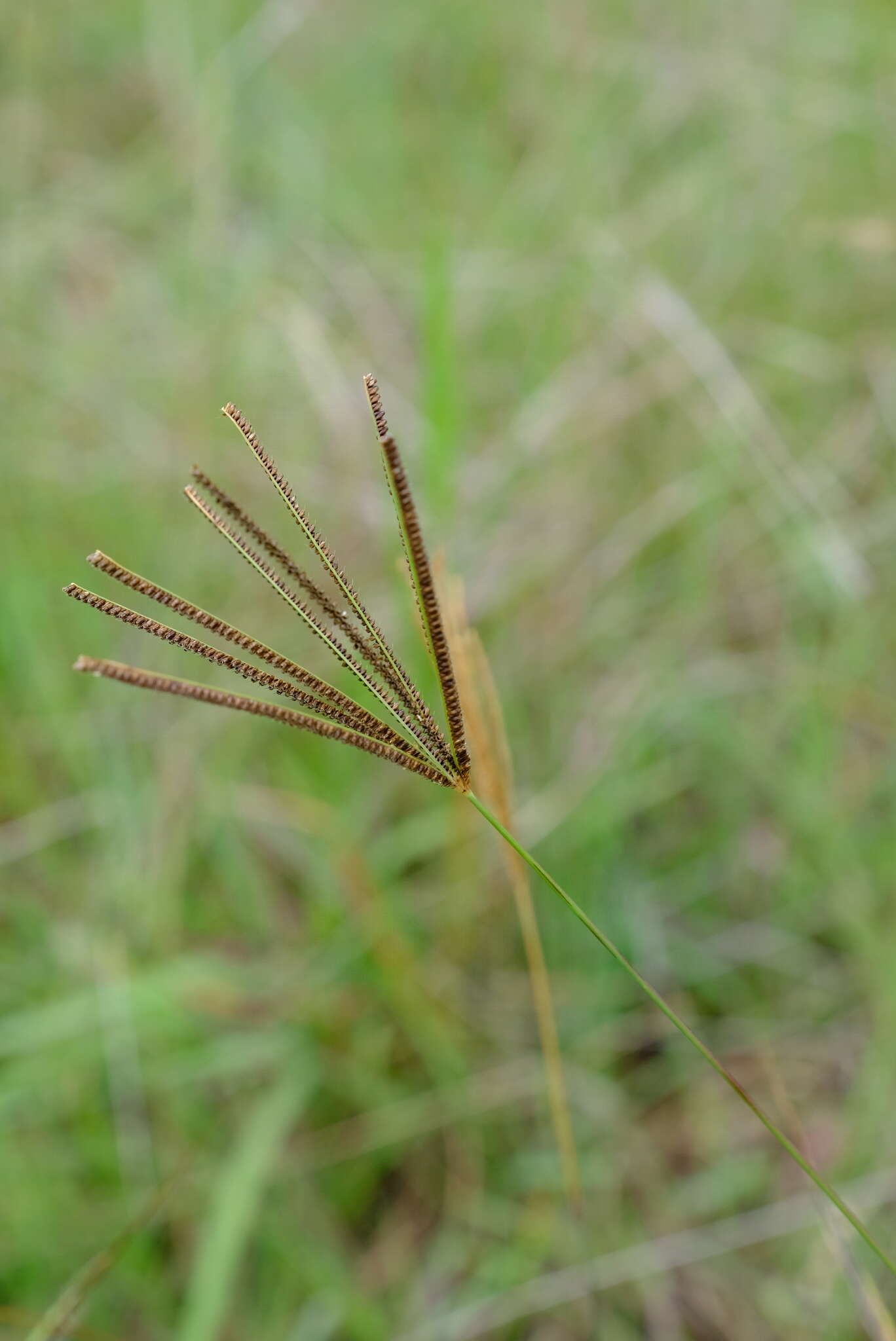 Image of Fan grass