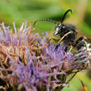 Image of Dolichovespula pacifica (Bir. 1930)