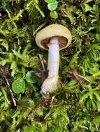 Imagem de Cortinarius delibutus Fr. 1838