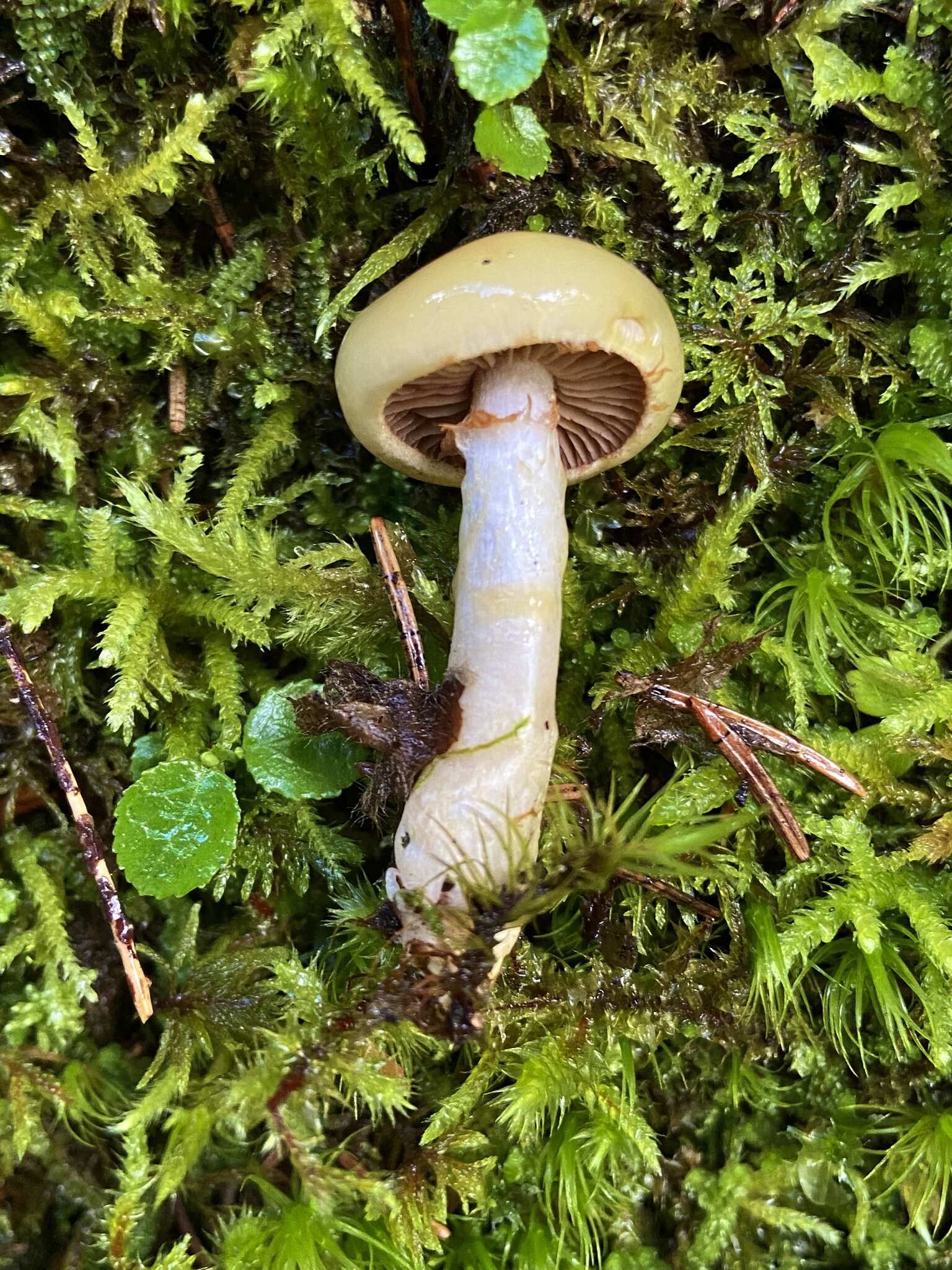 Imagem de Cortinarius delibutus Fr. 1838