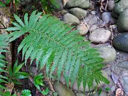 Image of Taiwan maiden fern