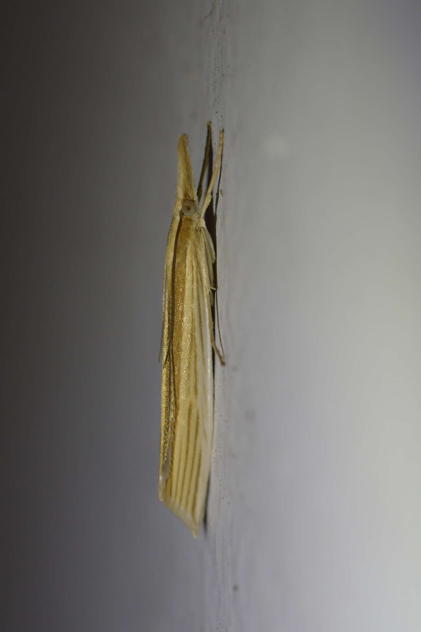 Image of Orocrambus angustipennis Zeller 1877