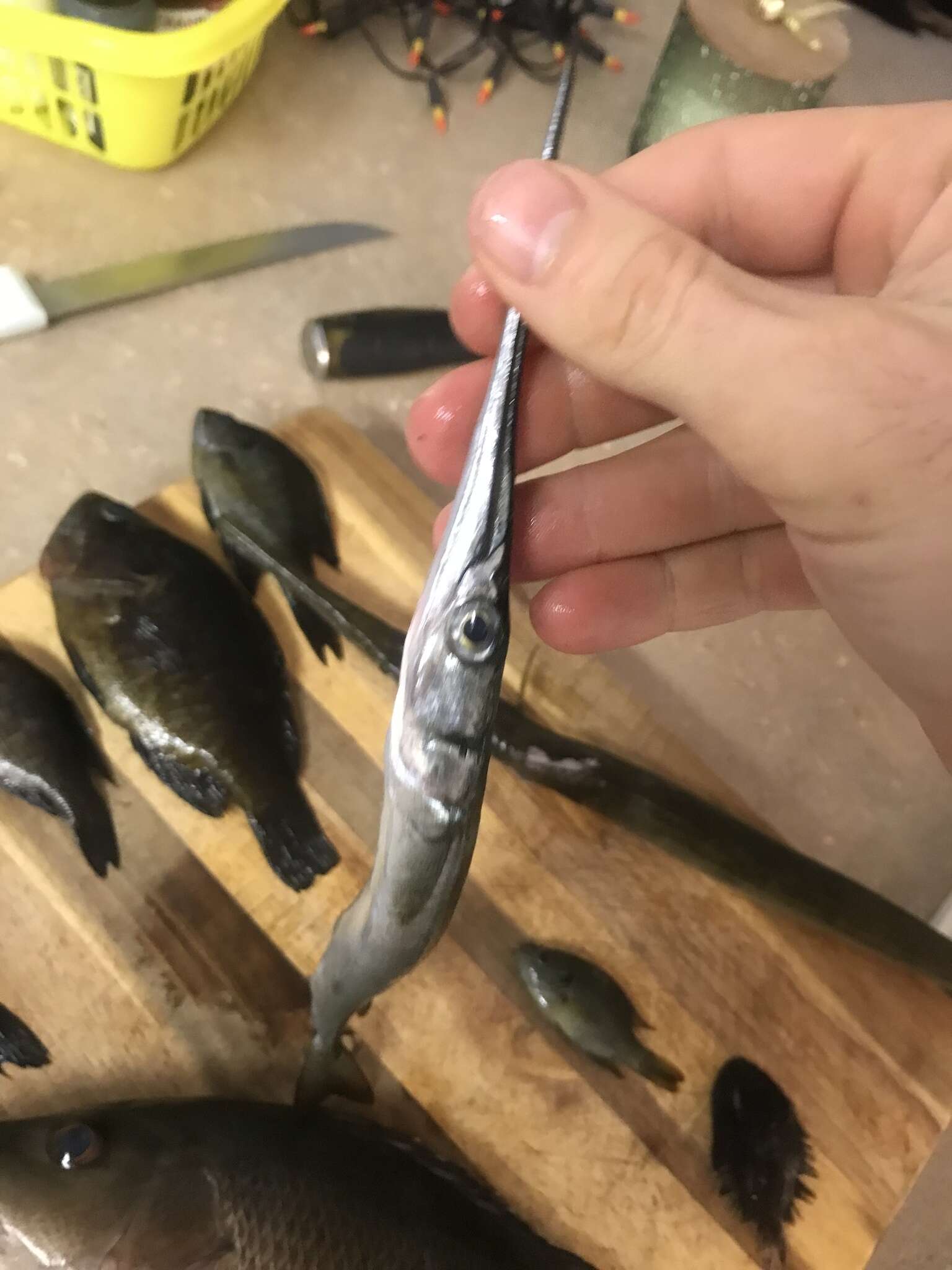 Image of Atlantic needlefish