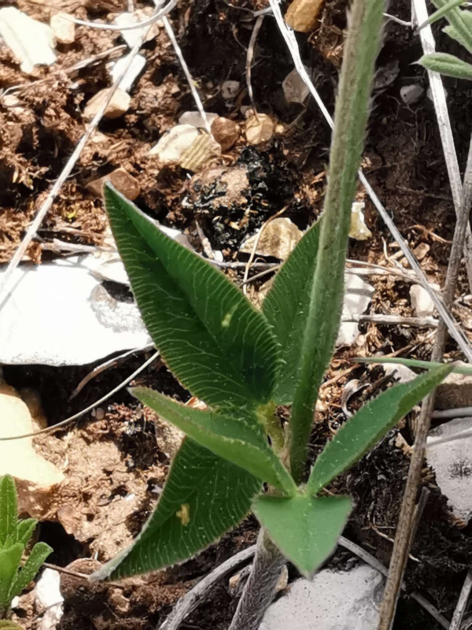 Imagem de Trifolium montanum subsp. rupestre (Ten.) Pignatti