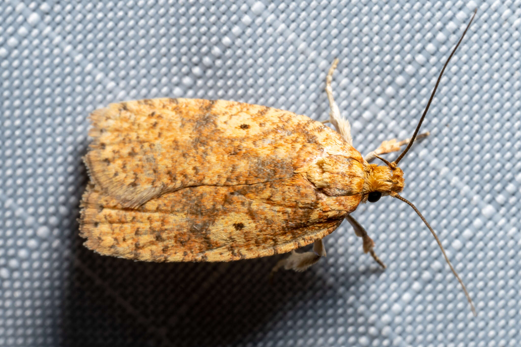 Image of Four-dotted Agonopterix