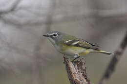 Image of Blue-headed Vireo