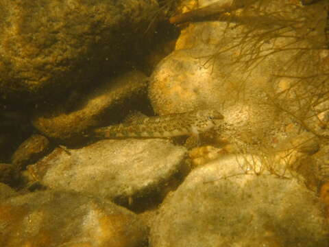 Imagem de Etheostoma brevirostrum Suttkus & Etnier 1991