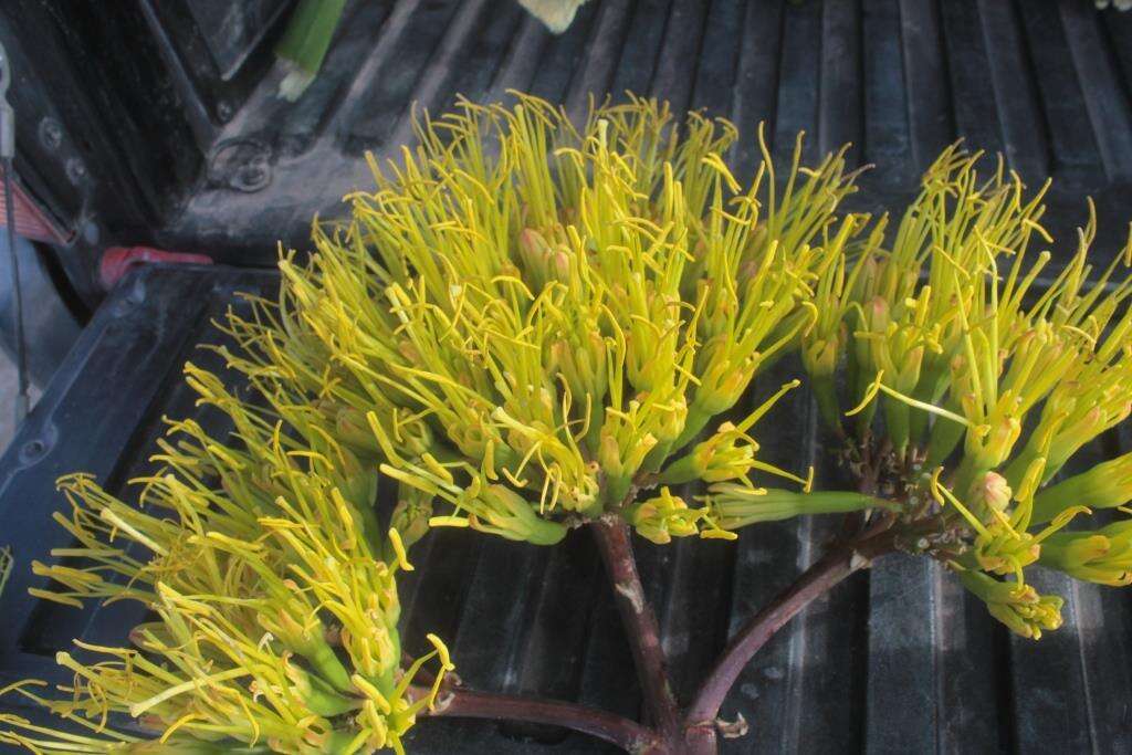 Image of Agave mapisaga Trel.