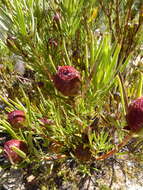 Image of Leucadendron spissifolium subsp. fragrans I. J. M. Williams