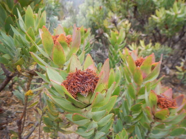 Image of Yellow bush