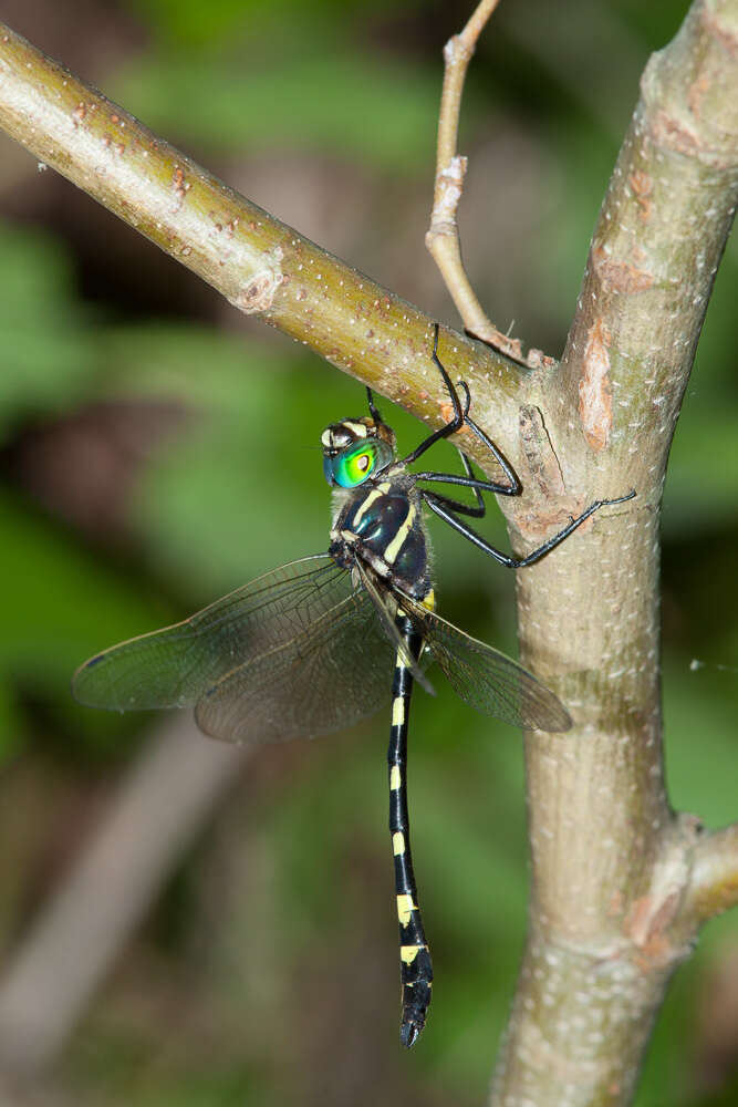 Image of Macromia pacifica Hagen 1861