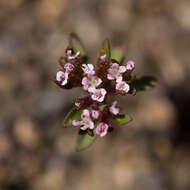 Image of Levenhookia pusilla R. Br.