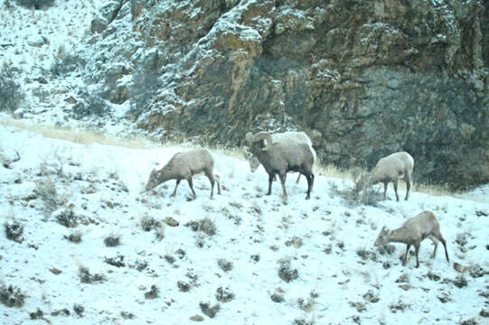 Imagem de Ovis canadensis canadensis Shaw 1804