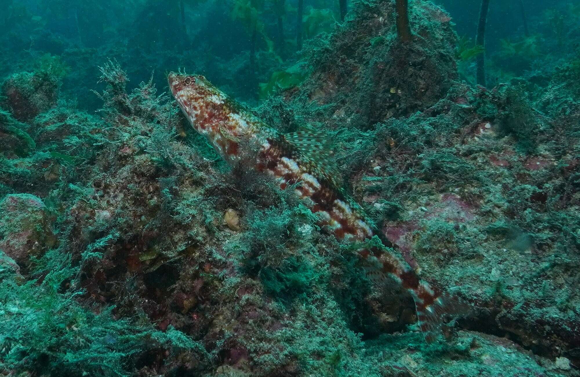 Image of Arrowtooth lizardfish