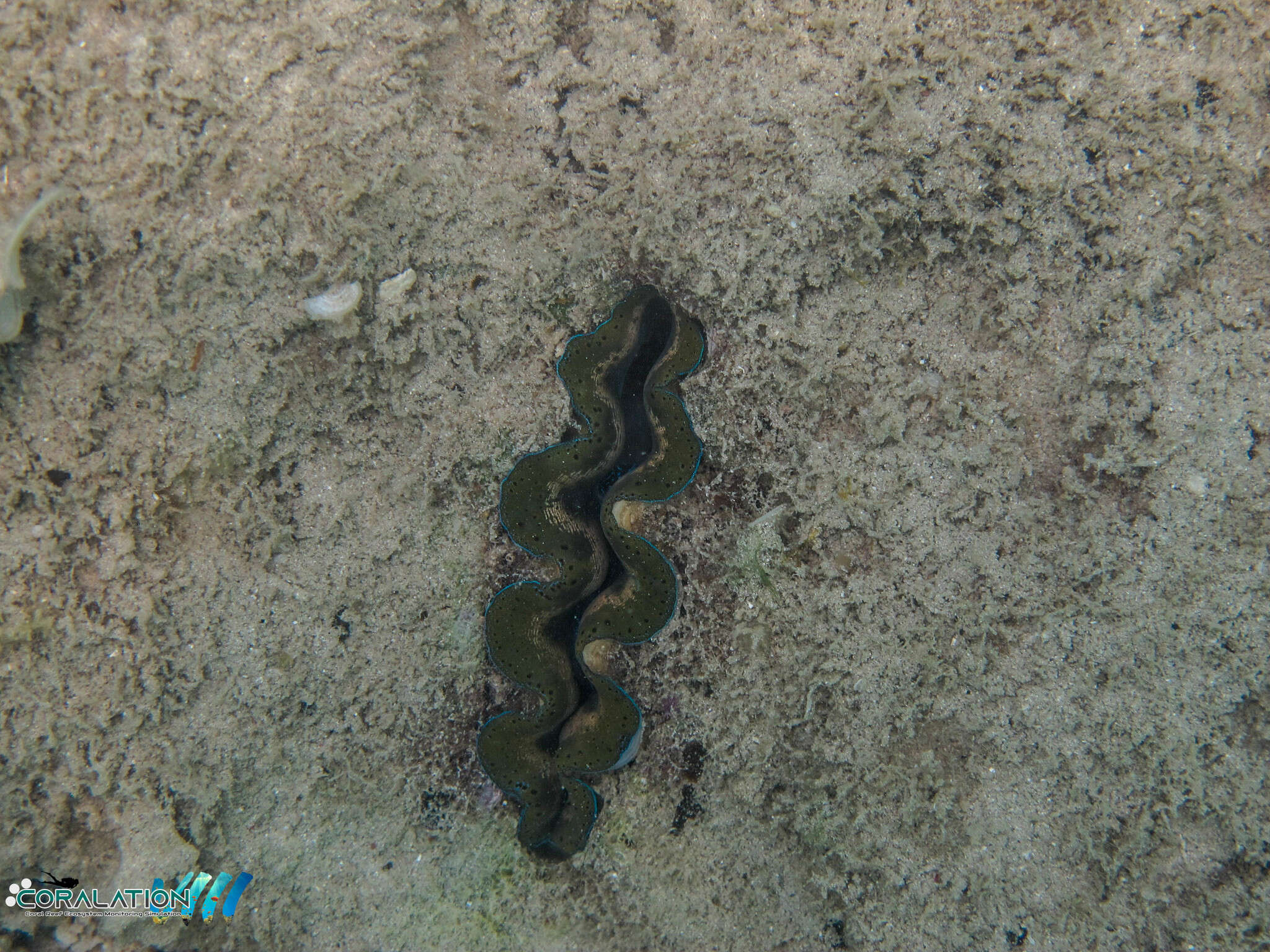 Image de Tridacna crocea Lamarck 1819