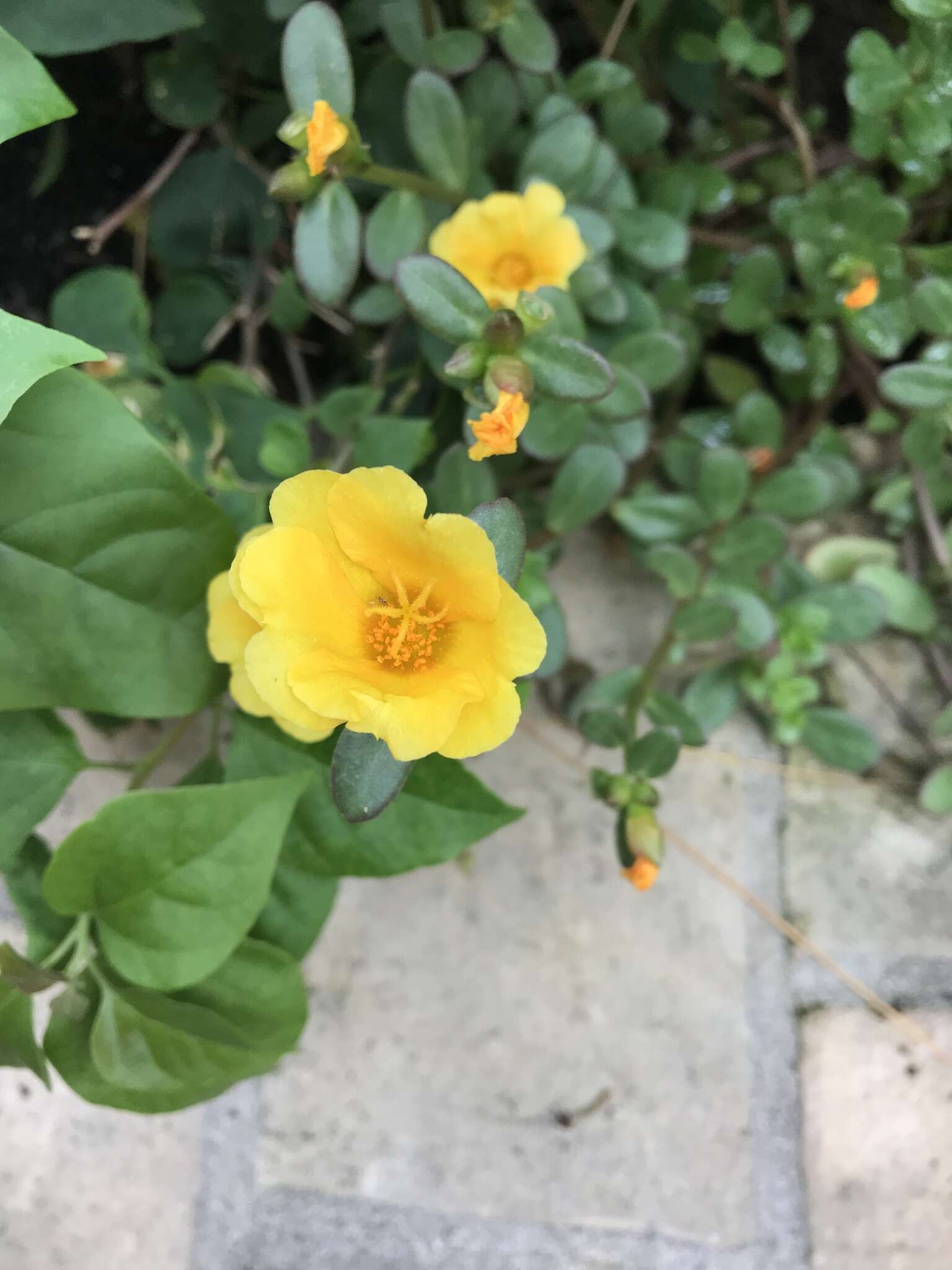 Portulaca umbraticola Kunth resmi