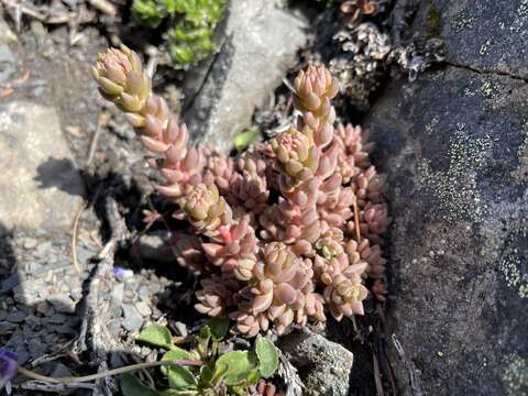 Image de Sedum rupicola G. N. Jones