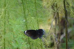 Euploea crameri Lucas 1853的图像