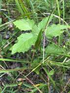 Plancia ëd Physalis arenicola Kearney